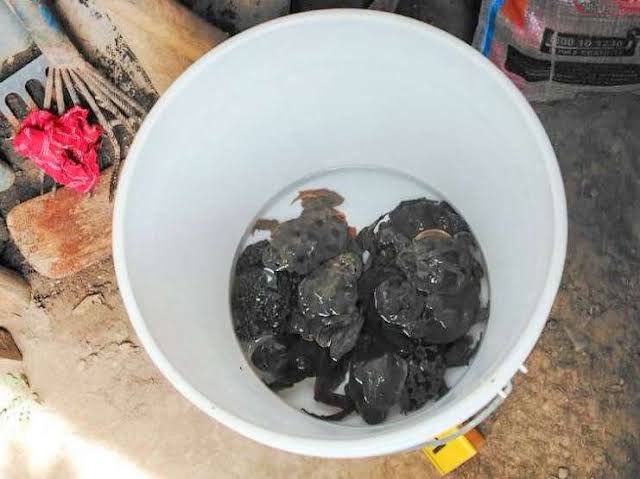 La comercialización de ranas gigantes del Titicaca en un restaurante de Huatajata derivó en una condena ambiental.jpg